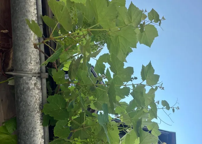 فندق مبيت وإفطار Wengerwirt Zur Laube Rustical 