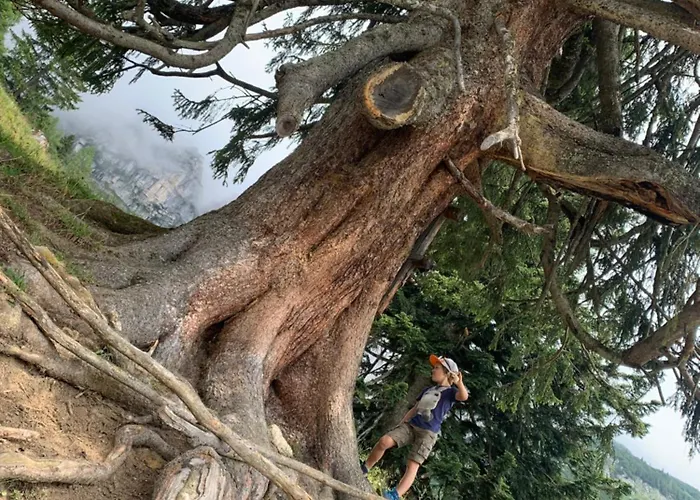 Wengerwirt Zur Laube Rustical 